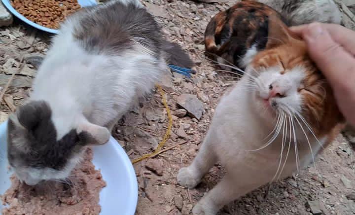 Animal Friends Shelter tweet media