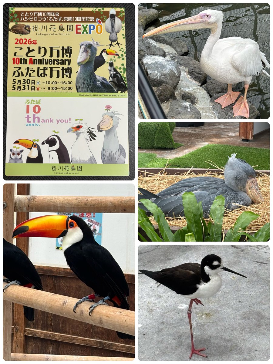 yuinnchi's tweet photo. せっかくなので掛川花鳥園も行った　🦆🦜🪿🦉🦩かわいかった〜空いてる時また行きたい！ふたばちゃんんん https://t.co/thXhr4pN0Y