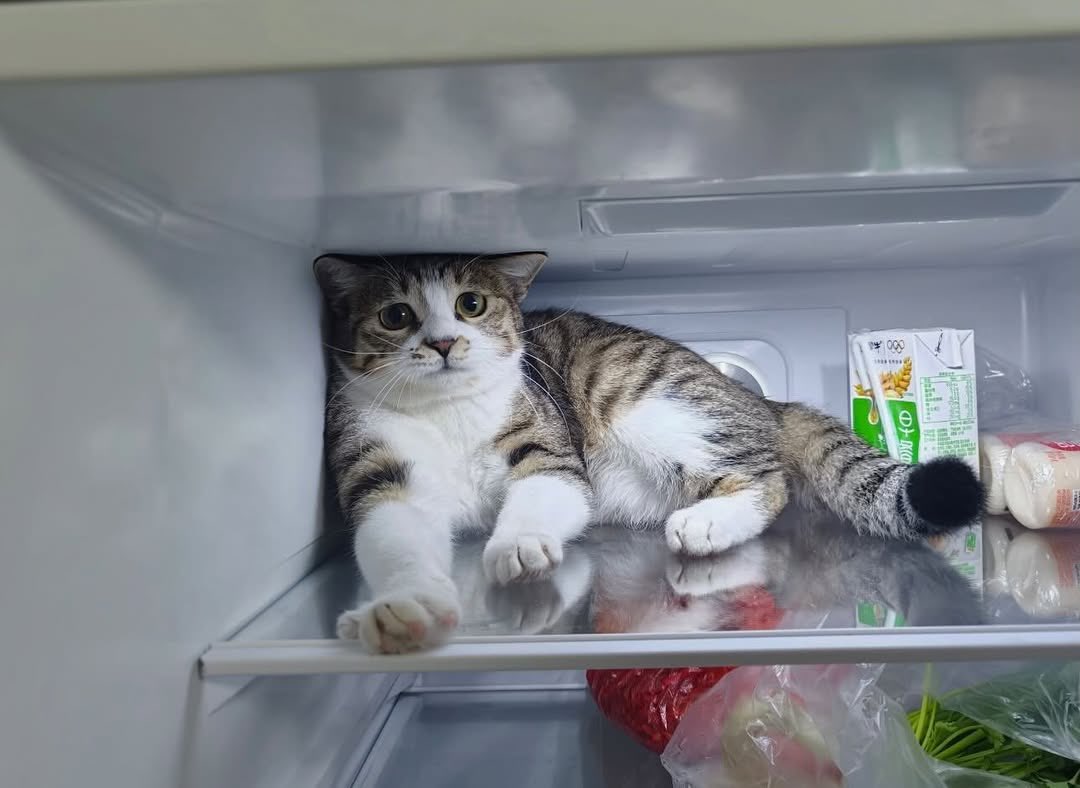 No Cats No Life tweet media