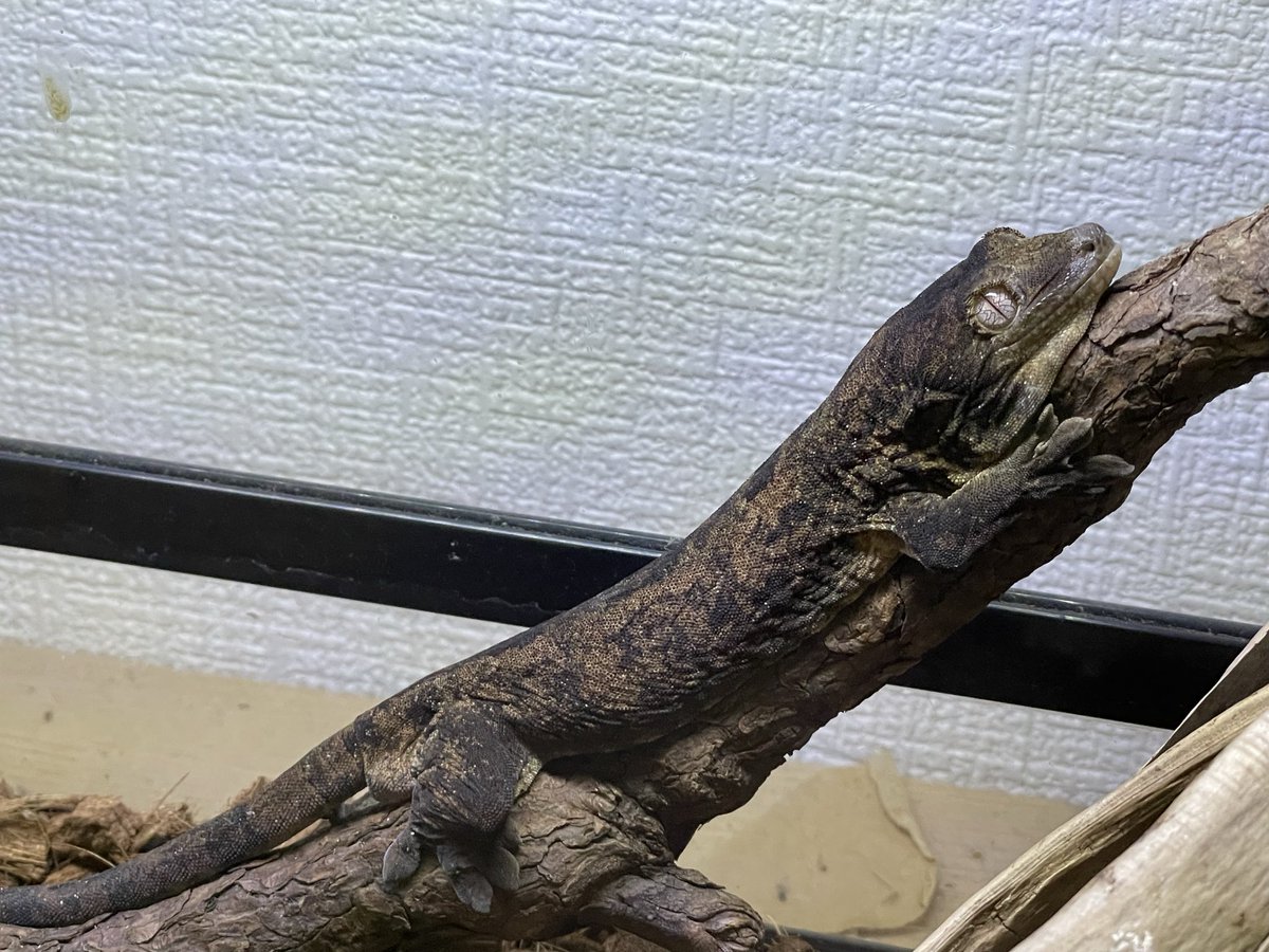 Hermit_reptile's tweet photo. 九州爬虫類フェスではたくさんのお迎えありがとうございました😊
6月はイベント出展は無しなので、お店でエネルギー溜めて7月のレプタイルズフィーバー、トウレプに備えます！
疲れ切ってヘロヘロ…ちょい休憩…_(:3 」∠)_ https://t.co/yHH4RG3lR3