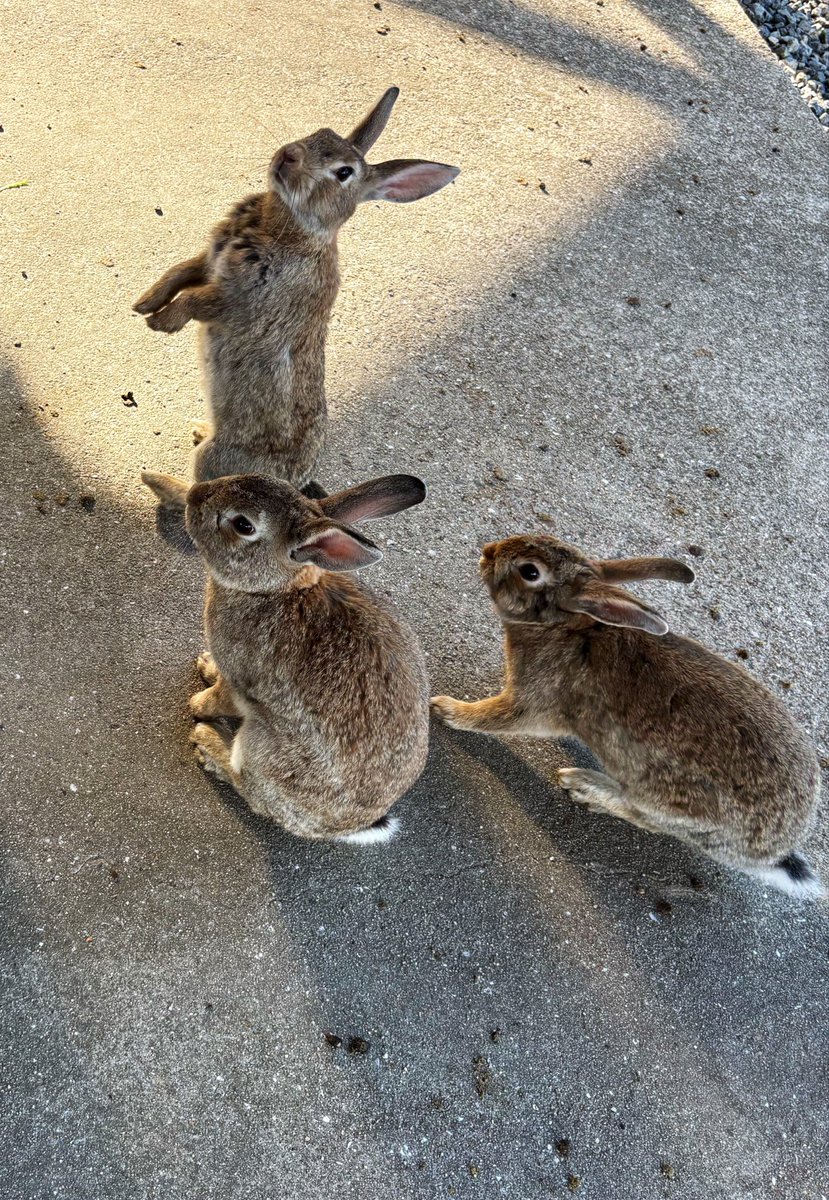 kaori290's tweet photo. 図らずも先週私もこちらの島に行ってました
ひと少ない時間帯に餌もっていくとうさぎちゃんが入れ食い状態でめっちゃ楽しかったです😌 https://t.co/GTjEC23h9B