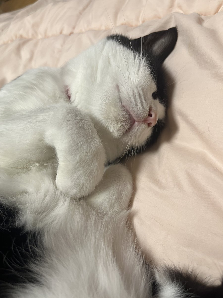 comorin555's tweet photo. 猫は中年になってもかわいくていいなぁ… https://t.co/HLgQp09sjc