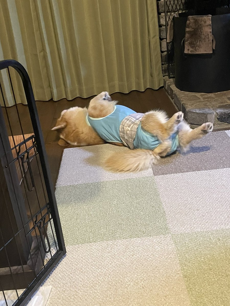 コーギーちゃば🌿🫖Chaba is a corgi girl! tweet media