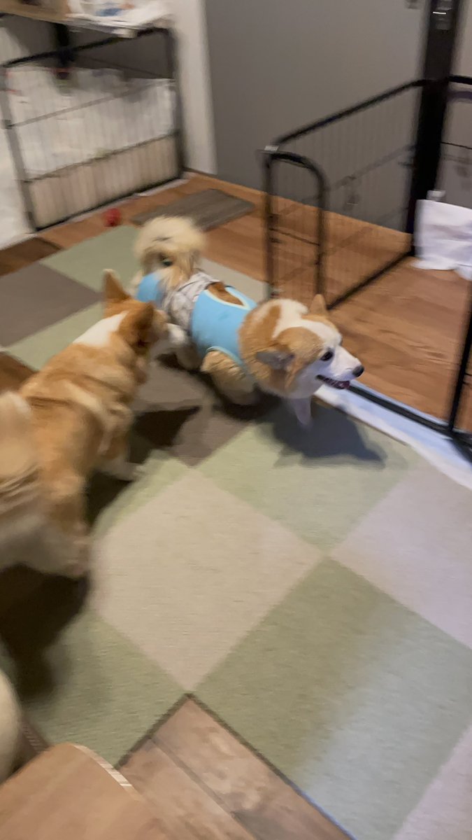 コーギーちゃば🌿🫖Chaba is a corgi girl! tweet media