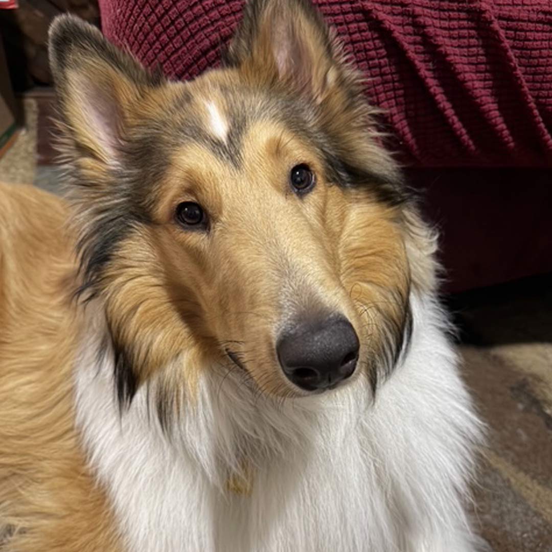 patricksplace's tweet photo. This "little" puppy will be a full year old on Wednesday. Where does the time go?!? #colliepuppy #roughcollie #lassiedog https://t.co/xWem0g7Rs8