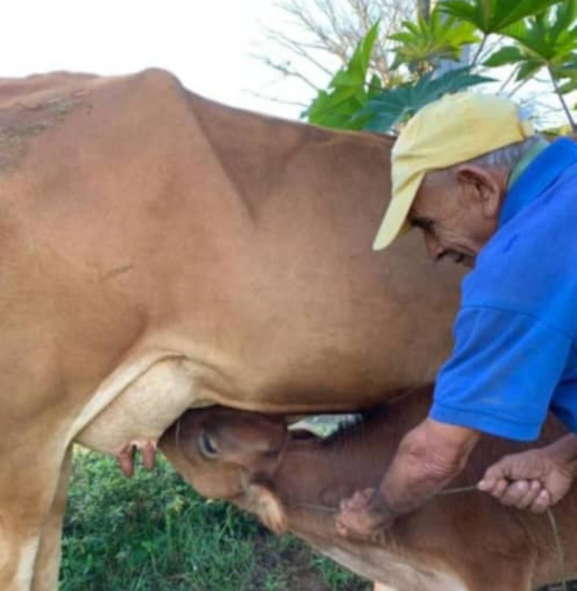 elpiojolopez's tweet photo. Cuatreros (LADRONES) se le llevan cuatro (4) vacas al Sr. Miguel Castillo.
El lamentable hecho ocurrió la madrugada de ayer domingo, en el sector "El Tural II" de la parroquia Maparari, municipio Federación #Falcón. https://t.co/Cw4sqtxAkx