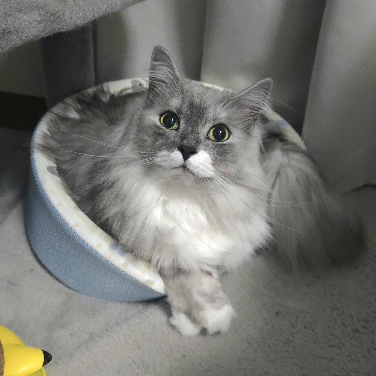 らんまる🐾 (@1224_ranmaru_jp) / Posts / X