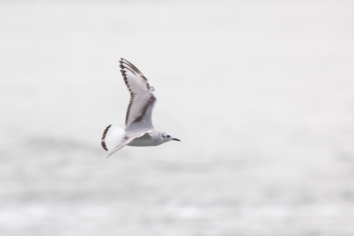 ajohnson0109's tweet photo. love bonapartes gull https://t.co/WImxUgQRC5