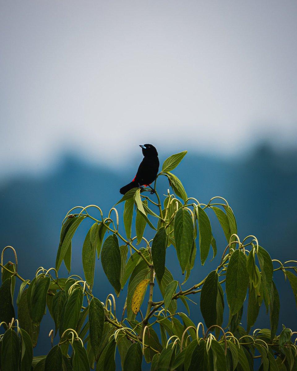 jp_monge's tweet photo. Scarlet-rumped tanager (Ramphocelus passerinii)

#bird #birdphotography #nature #naturelovers #photography #Nikon #Nikon100 #NikonNoFilter #NikonPhotography #ShotOnLexar #CreateNoMatterWhat #YourShotPhotographer #wildlifephotography #wildlife #CostaRica https://t.co/kX6YElxacX