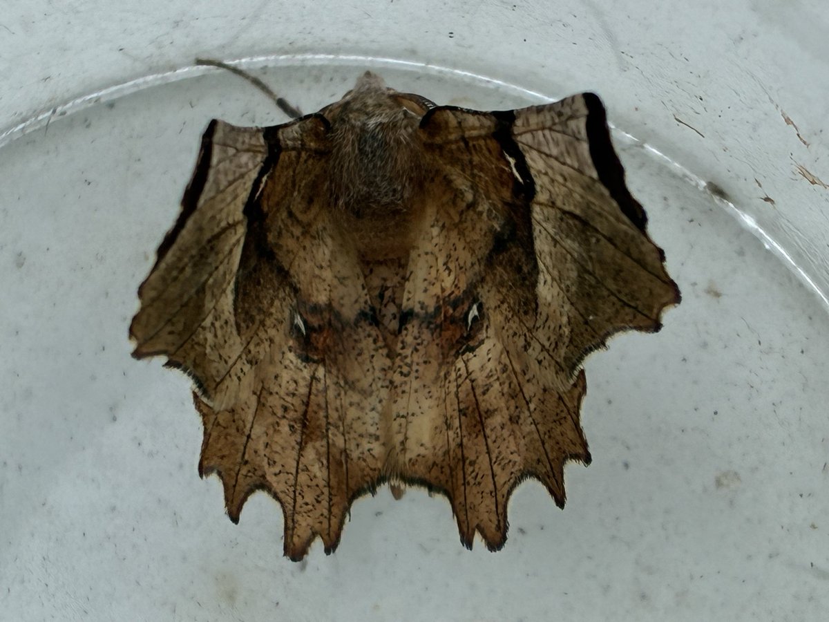 twitcherspud's tweet photo. A couple from two nights ago’s trap. Could anyone tell me what the first one is,please? Think the other is an Early Thorn. 🙂 https://t.co/eD9FzgNn4B