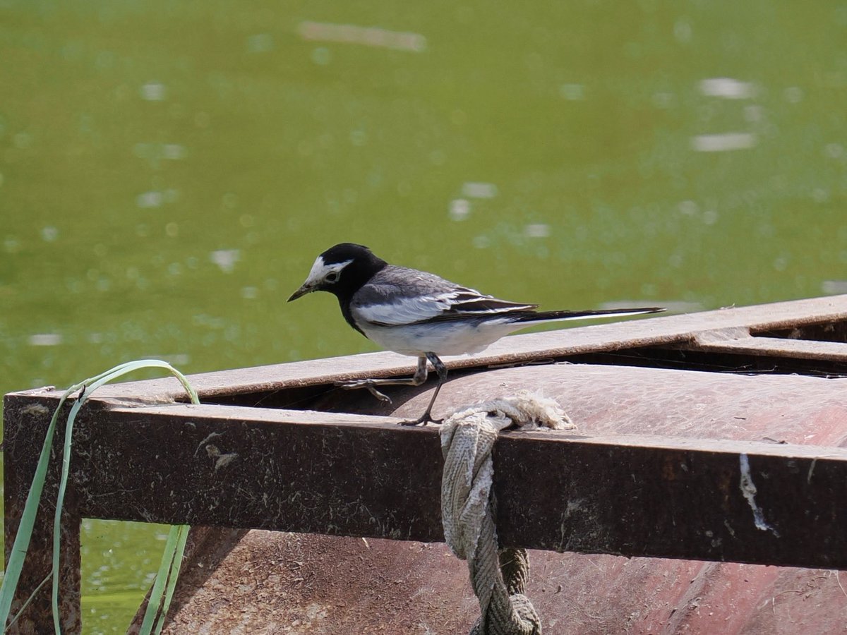 RobRackliffe's tweet photo. A nice start to our N China and Tibet Trip with a walk in a local park. 4 AZURE TIT, 2 Turkestan Shrike, “Masked” White Wagtail, 3 Barred Warbler, 2 Common Rosefinch, 2 Grey-crowned Goldfinch, Rufous Turtle Dove, Shikra, 5 Nightingale and 8 Tree Sparrows! With @a1virginia https://t.co/RUkmUBTsuN
