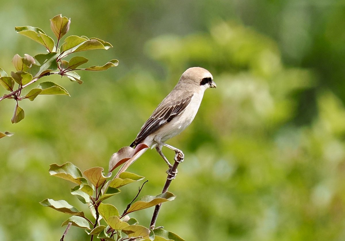 RobRackliffe's tweet photo. A nice start to our N China and Tibet Trip with a walk in a local park. 4 AZURE TIT, 2 Turkestan Shrike, “Masked” White Wagtail, 3 Barred Warbler, 2 Common Rosefinch, 2 Grey-crowned Goldfinch, Rufous Turtle Dove, Shikra, 5 Nightingale and 8 Tree Sparrows! With @a1virginia https://t.co/RUkmUBTsuN
