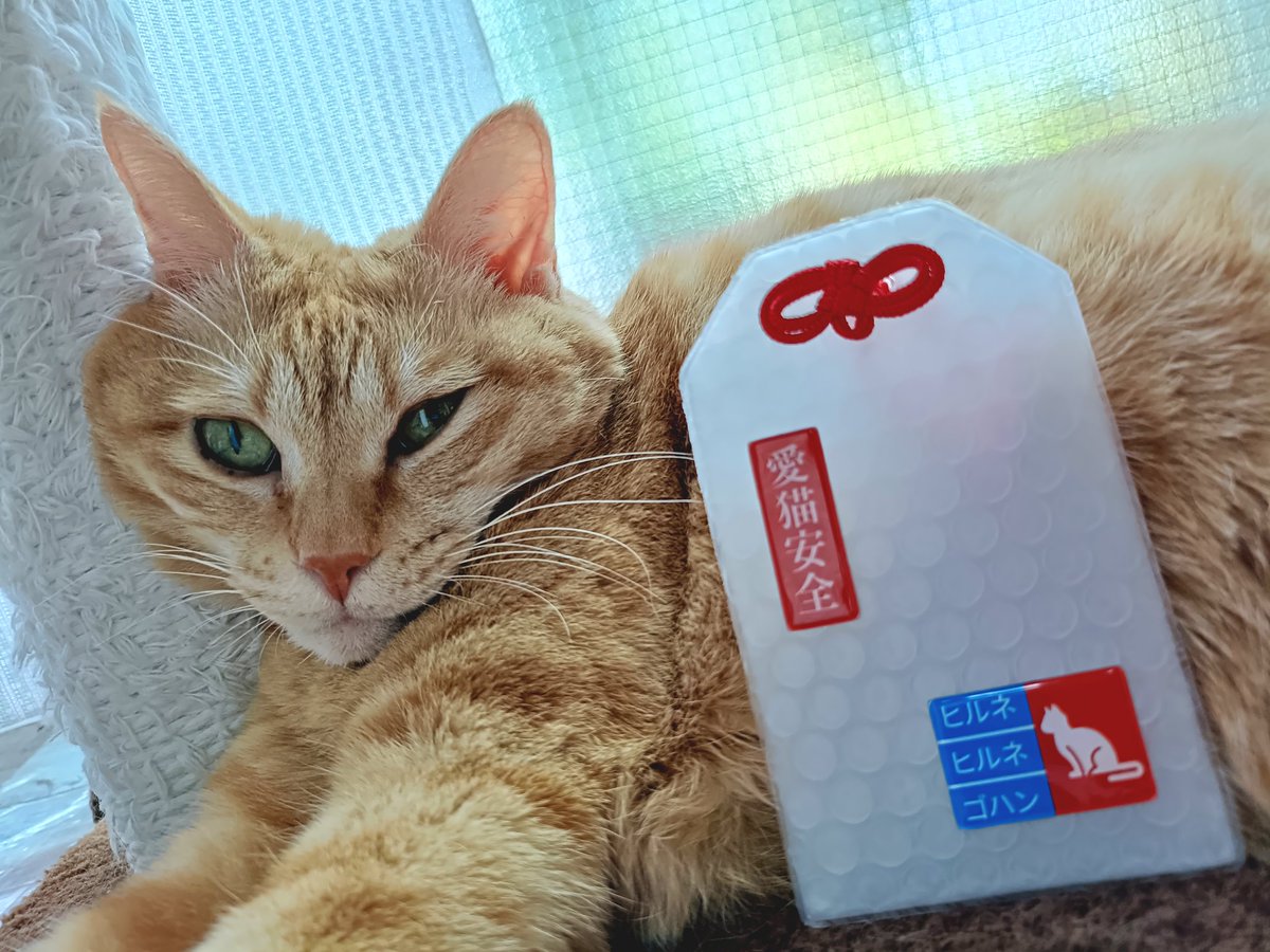 kya_2016's tweet photo. 今日の猫。「プチプチ®の御守り」#猫のいる暮らし #生活のたのしみ展 https://t.co/Q6EUOEuKaL