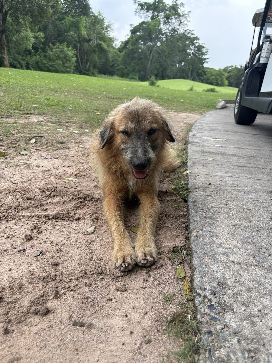 katsu443's tweet photo. ゴルフ場ワンちゃん https://t.co/bBiiPLFoqg