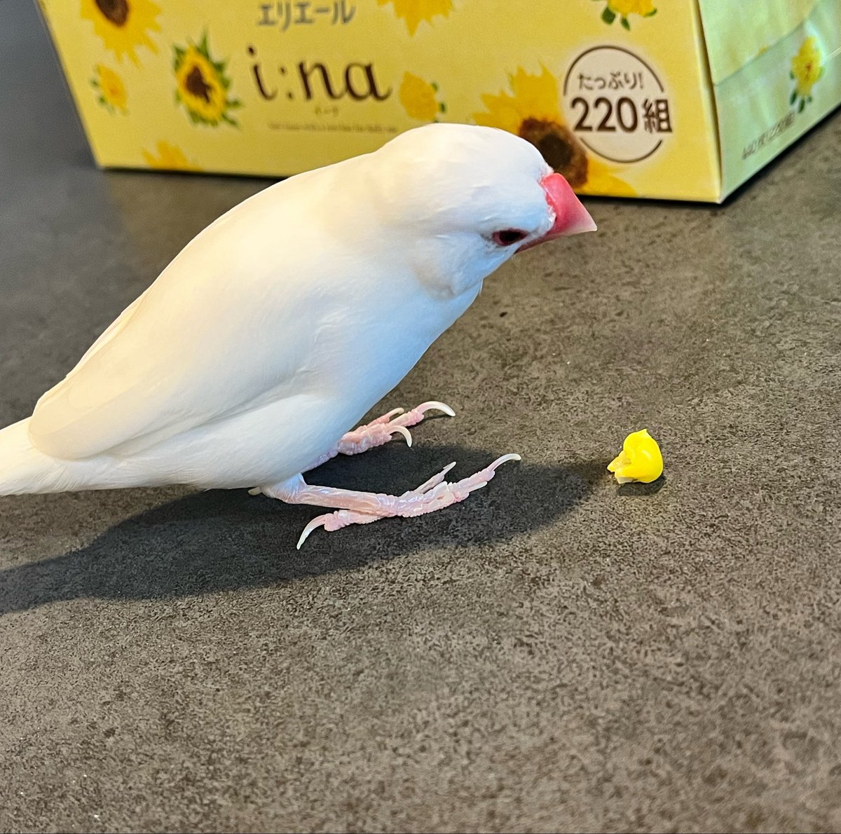 withtie's tweet photo. とうもろこしの季節がやってきたね🌽 https://t.co/9NO67sIvJj