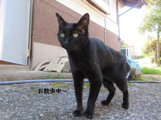 kigurumicyokor1's tweet photo. ブログ更新情報だにゃhttps://t.co/0zPZwhTx4m
コスプレ猫の黒猫チョコラ
本日１９歳になりましたにゃ～ヾ(≧▽≦)ﾉ
これからも若さの秘訣のコスプレをしつつ元気に過ごしてまいりますにゃ♪
＃コスチョコ　＃高齢猫 https://t.co/1CobWINNPd