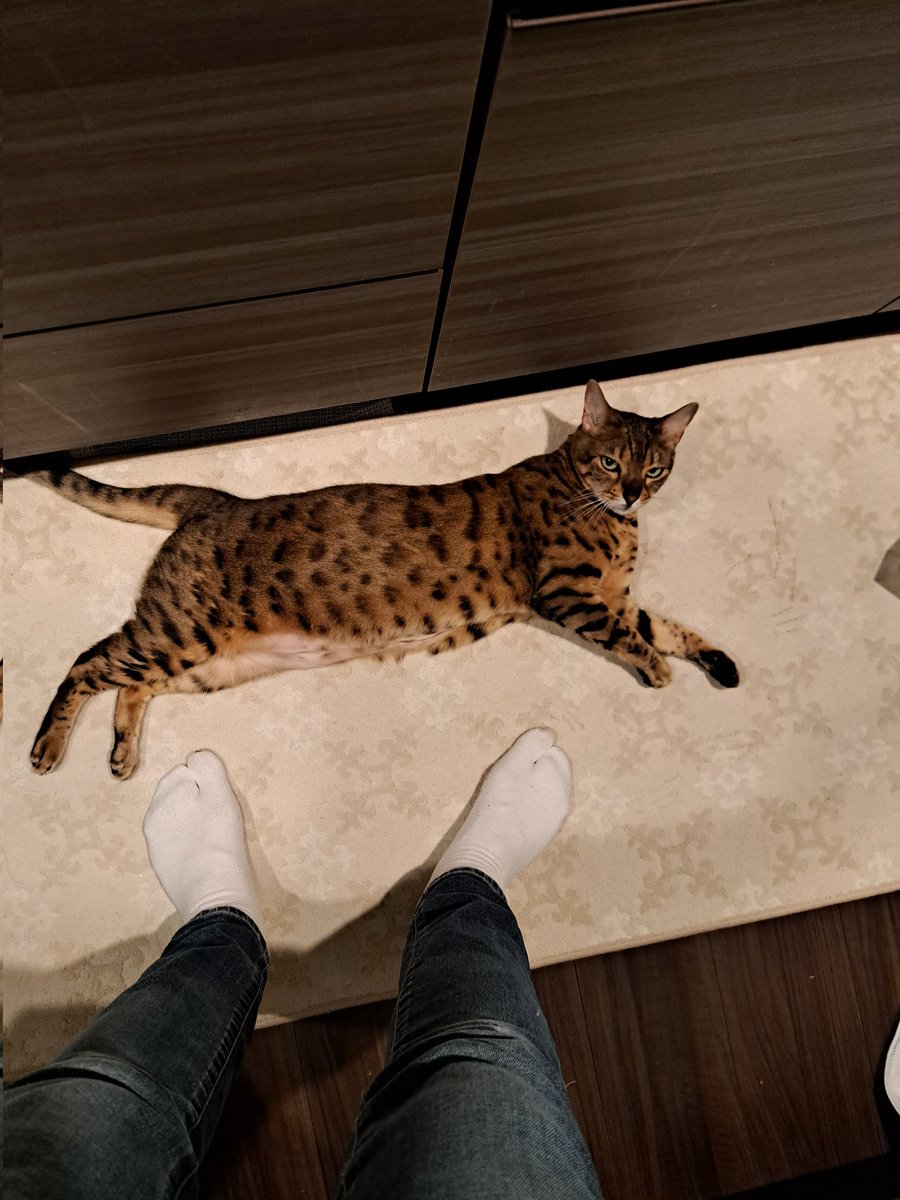 ジャイです♡ 母さんはご飯作りたいんやけどなぁ🤔 その前に愛でる！😆 #猫の居る