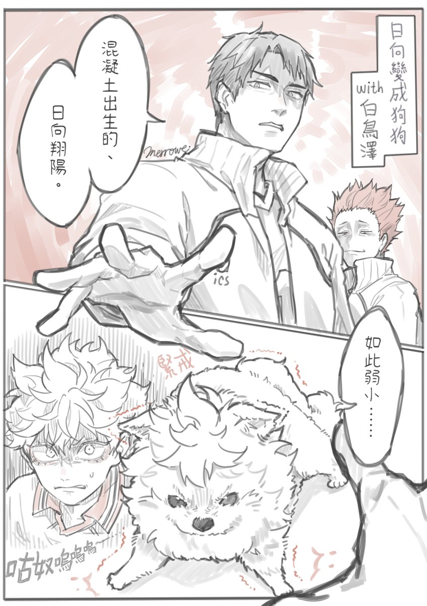 merrowe1's tweet photo. ※日向中心，白鳥澤日有注意
「日向變成小博美大家的反應」part 6
要有肥沃的土壤(飼養)才會有飽滿的果實(小狗)🐶
#排球少年 #ハイキュー #日向中心 https://t.co/MP9Y8dxL7q