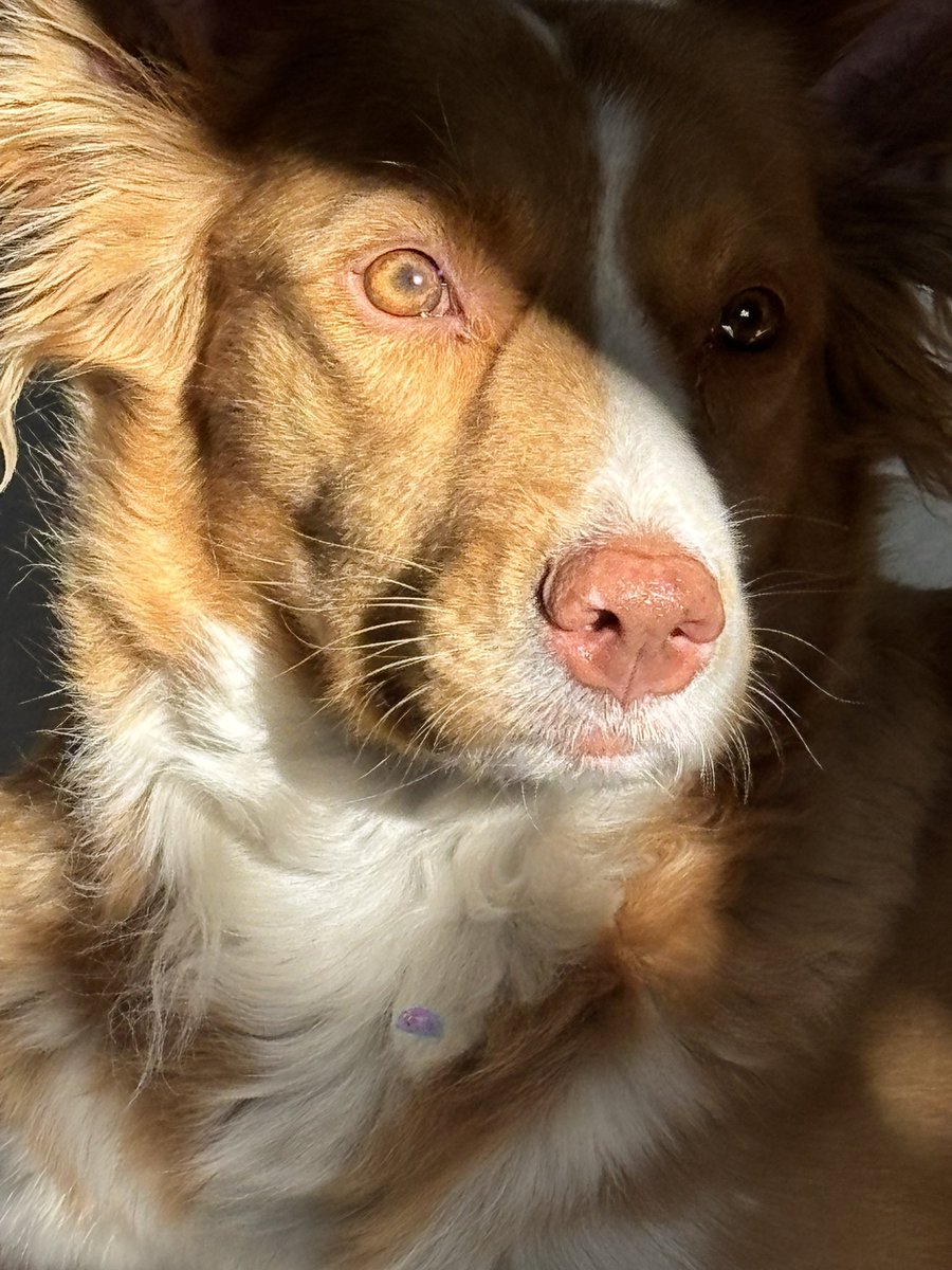 REstefes's tweet photo. Eso ojitos que no te juzgan, que solo se dedican a amarte…. #chachara #perrijos #cachorro #cdmx #loca https://t.co/2Hjjd9sZH6