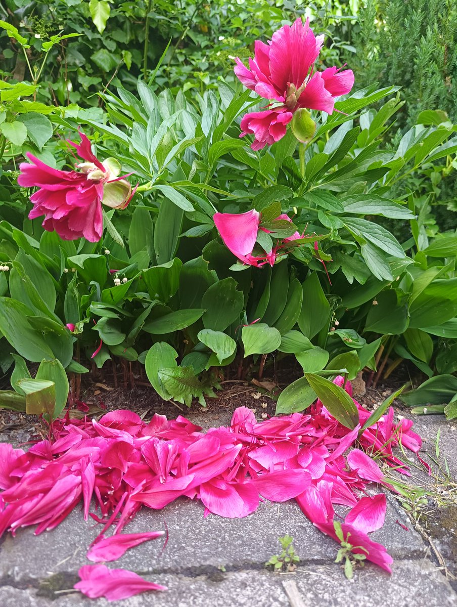 GGanszczyk's tweet photo. Piwonie po deszczu. Reszta czeka na sลoลce. ๐บ๐ #MagentaMonday #Peony #Flowers #June1st #Spring #NaturePhotography https://t.co/YpYDI4i5ZF
