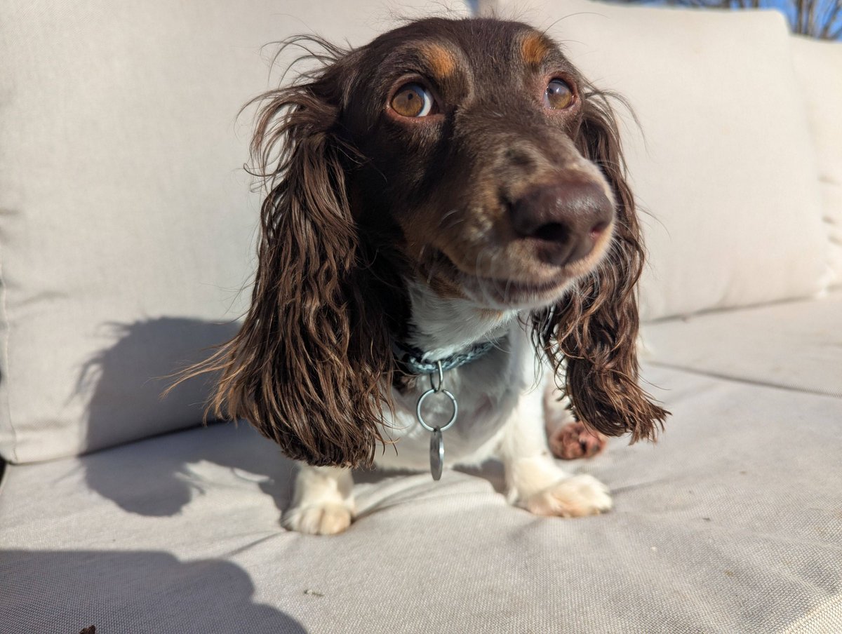 GeekOnTheLoose's tweet photo. For his 4th birthday today, Conway shall receive a frozen blueberry for every like he gets. 

#HappyBirthdayConway #Conway #Dogo https://t.co/arWDbuGOdO