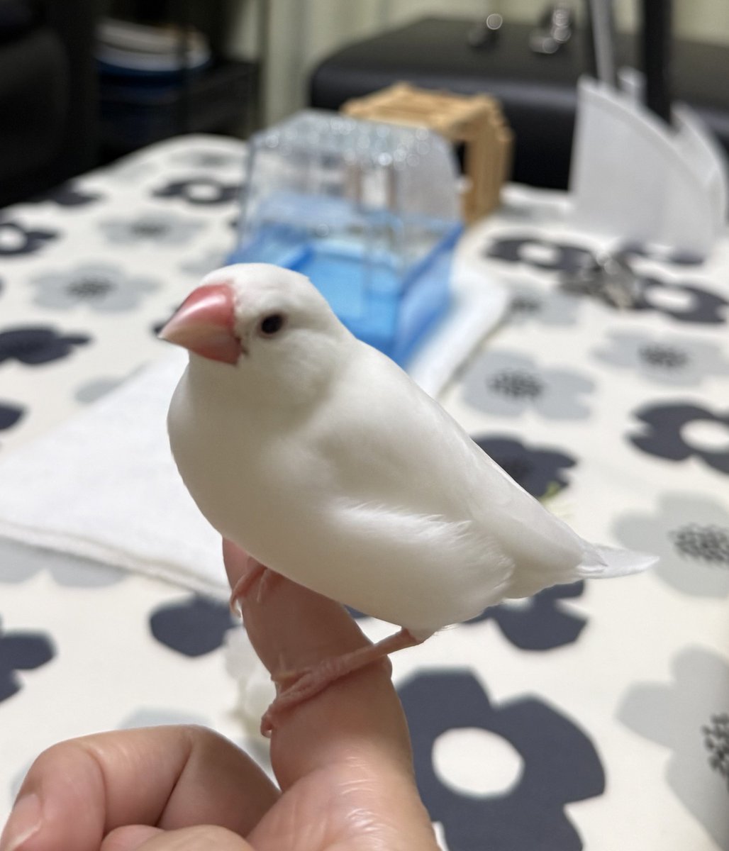 kanonpy's tweet photo. パイさん
今日、尾羽が抜けてレモン🍋文鳥さんになりました
ご飯いっぱい食べてビオチン入りのお水飲んで換羽を乗り切りましょうね
 #文鳥
 #換羽
 #レモン文鳥 https://t.co/pvsYcDpXN7