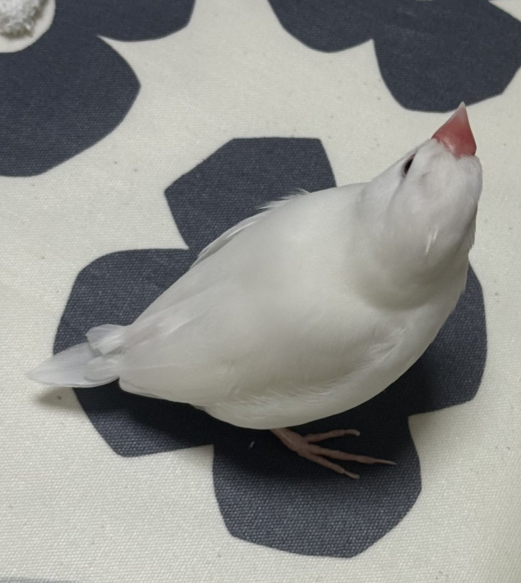 kanonpy's tweet photo. パイさん
今日、尾羽が抜けてレモン🍋文鳥さんになりました
ご飯いっぱい食べてビオチン入りのお水飲んで換羽を乗り切りましょうね
 #文鳥
 #換羽
 #レモン文鳥 https://t.co/pvsYcDpXN7