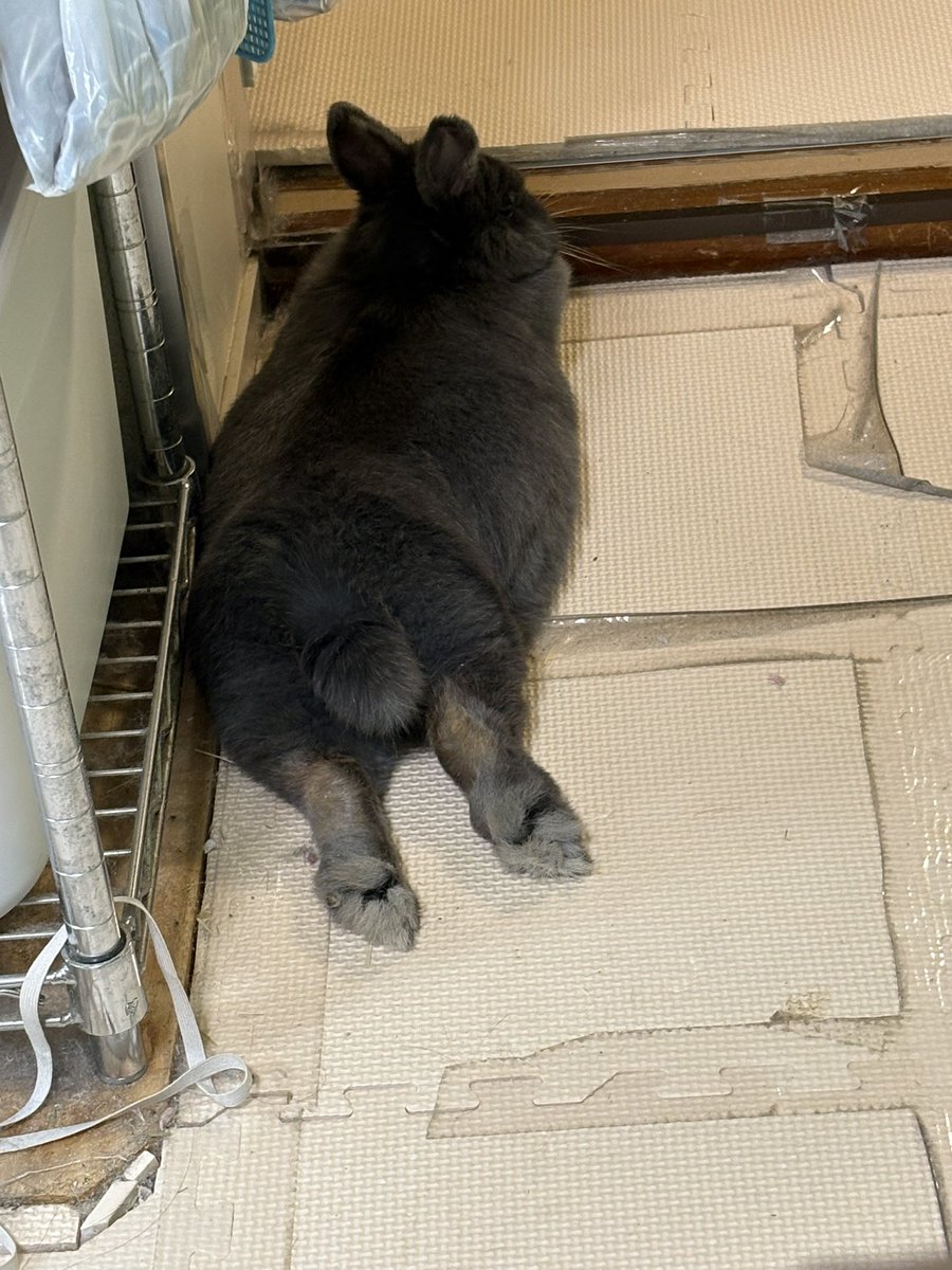 42Yukky's tweet photo. もこのセクシーおしり🍑
でも何でそんなとこで寛いでるの？そこ出入りするのに邪魔なんですけど😅
#うさぎ
#うさぎのいる暮らし
#もこの日常
#かわいい
#うさぎ好きさんと繋がりたい https://t.co/IqoLBuacZC