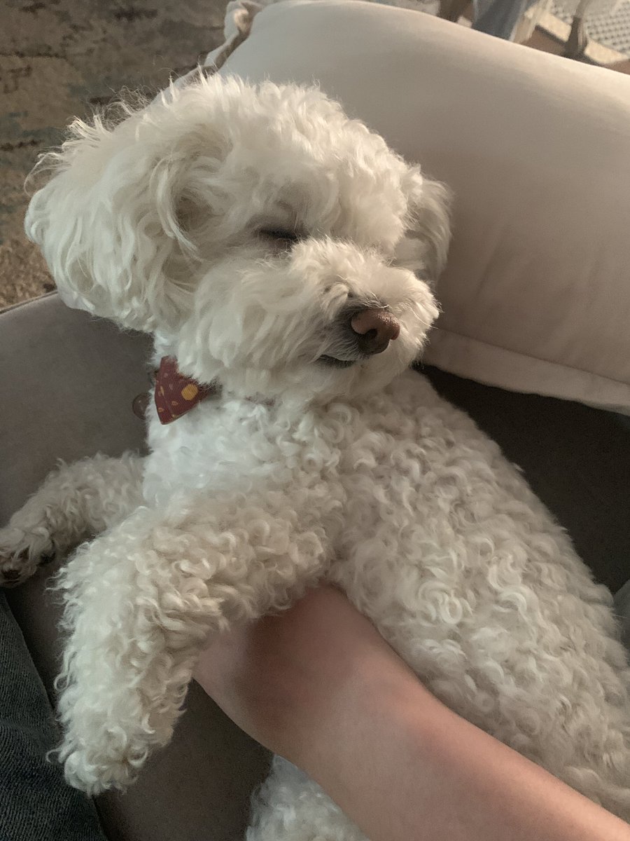 jellixr's tweet photo. very confused dog https://t.co/d0ZasL7xCR