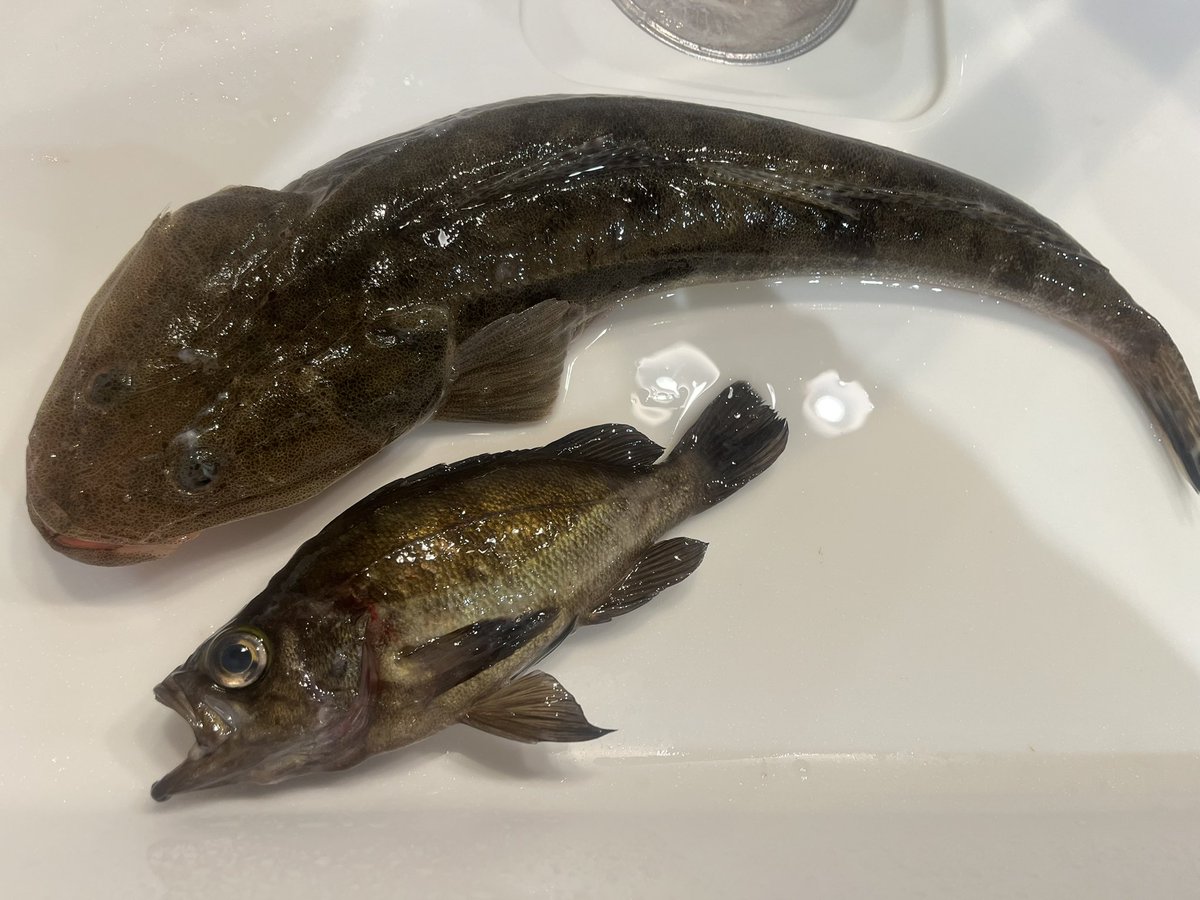 ctakataka's tweet photo. こないだの釣りで持ち帰ったのはメバルとマゴチ！
刺身にしたら一瞬でなくなりました（笑）
写真撮る暇がなかった（泣） https://t.co/OPJ69iYL7N