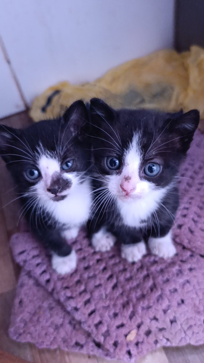 _Rakelyyy's tweet photo. @inspireipoesia óia meus gatos https://t.co/kgqsZC9qUE