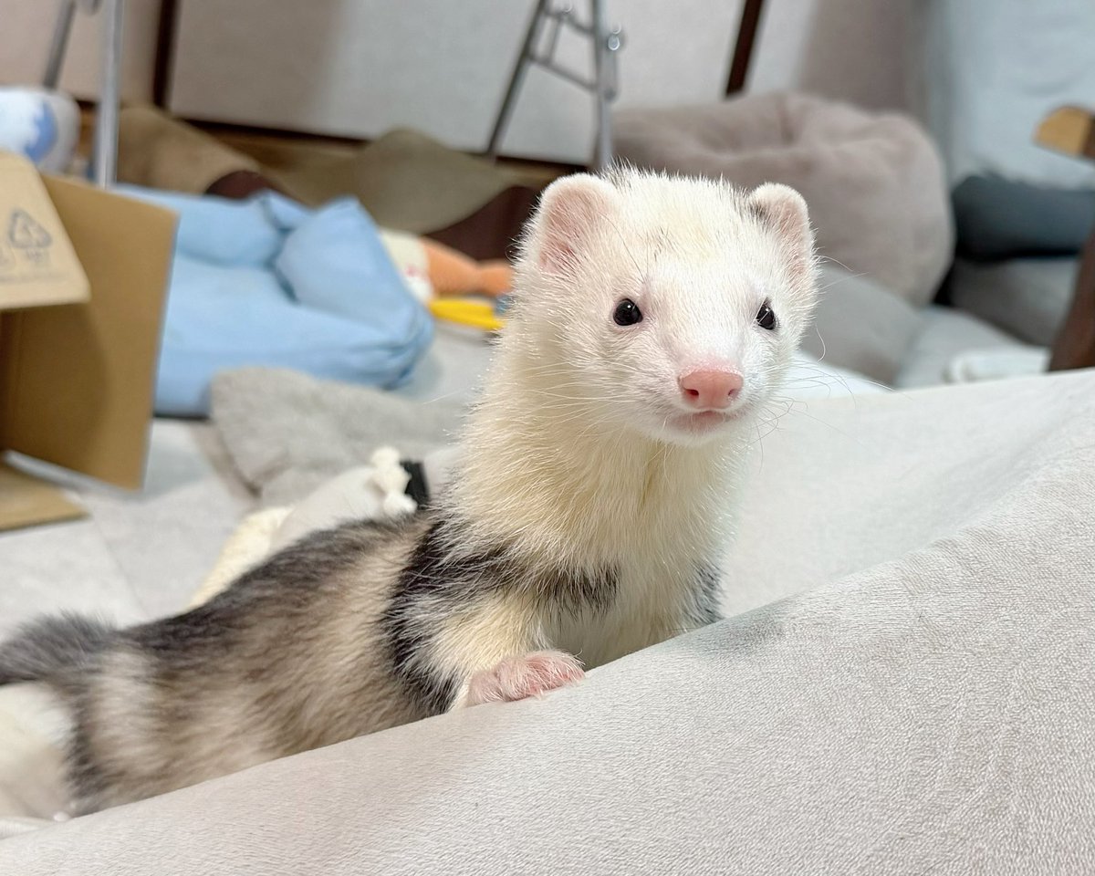 フェレット