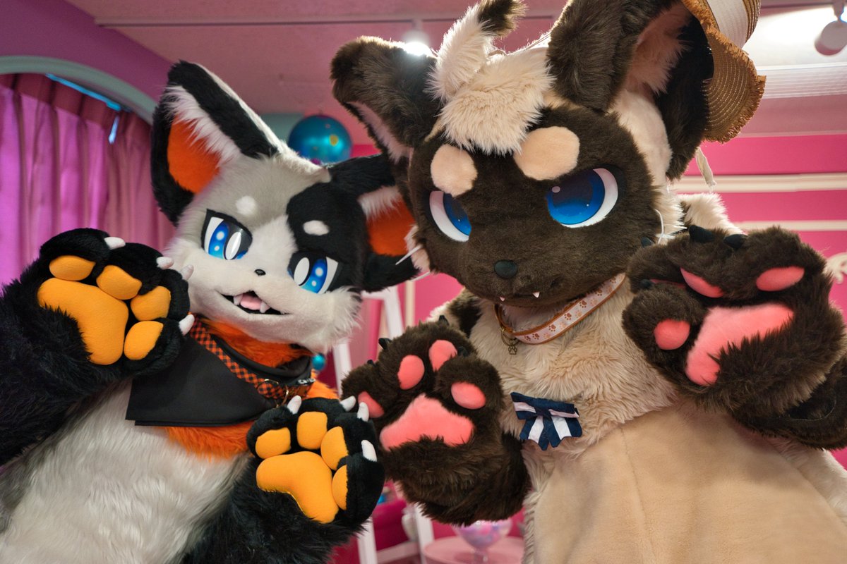 futa_siam's tweet photo. 猫同士🐾🐾
#スク撮 https://t.co/pf9OQahJS4
