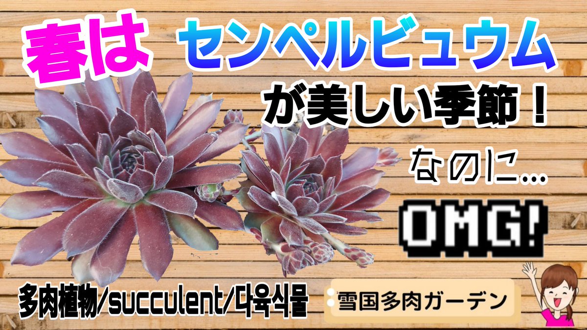 miki_ColorCra's tweet photo. YouTube更新しました(^-^)/
https://t.co/fTN8pA4gZE
今年はなぜか不調~💦
ここから挽回するぞ(๑•̀ㅂ•́)و✧
#雪国多肉ガーデン
#ColorCra
#YouTube
#センペルビュウム https://t.co/OvZjD6kp0j