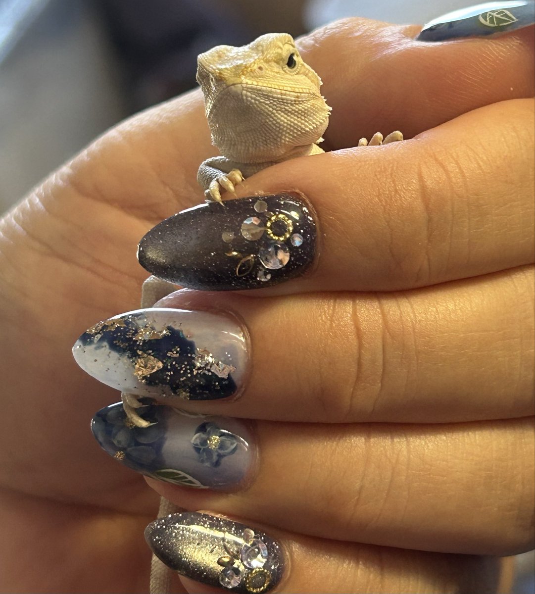 REikaMIyan's tweet photo. 今日で1ヶ月のろろと
NEWネイル💅★*笑
すくすく成長中🤩
荒ぶりレオパに
満腹クレス🥰
#フトアゴヒゲトカゲ
#レオパードゲッコー
#クレステッドゲッコー
#爬虫類好きと繋がりたい https://t.co/Pu0KJQjhdq