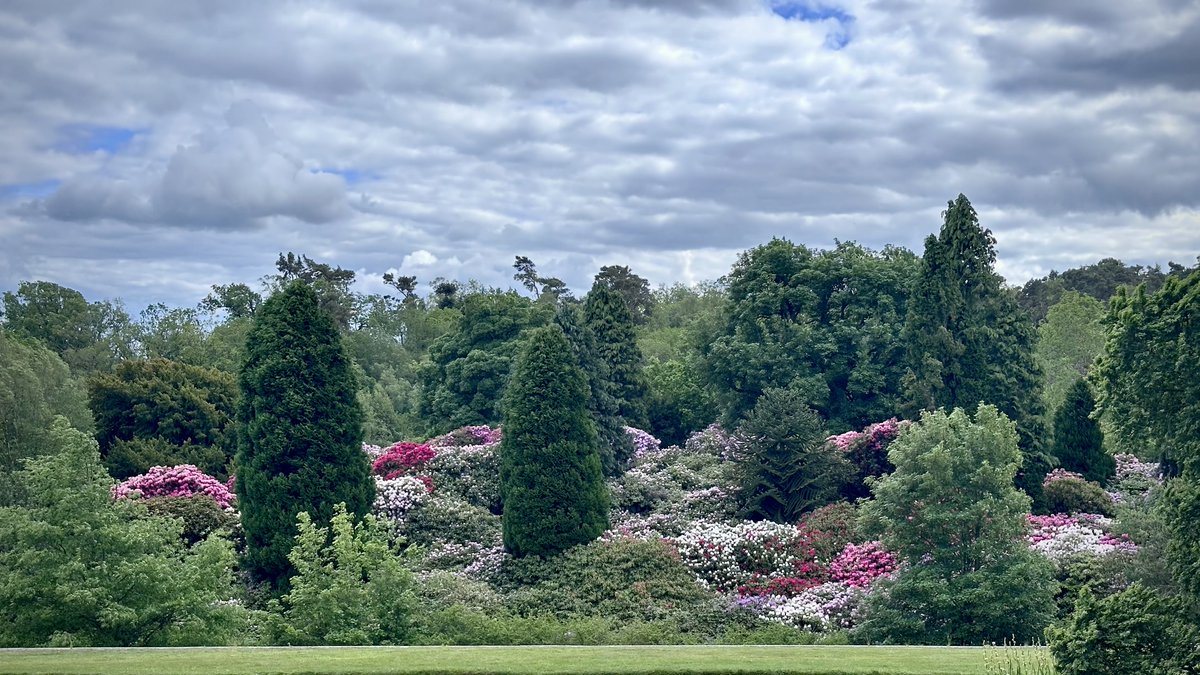 gerardpatrick's tweet photo. Belsay rhododendrons https://t.co/6Ih2GMbZJ0