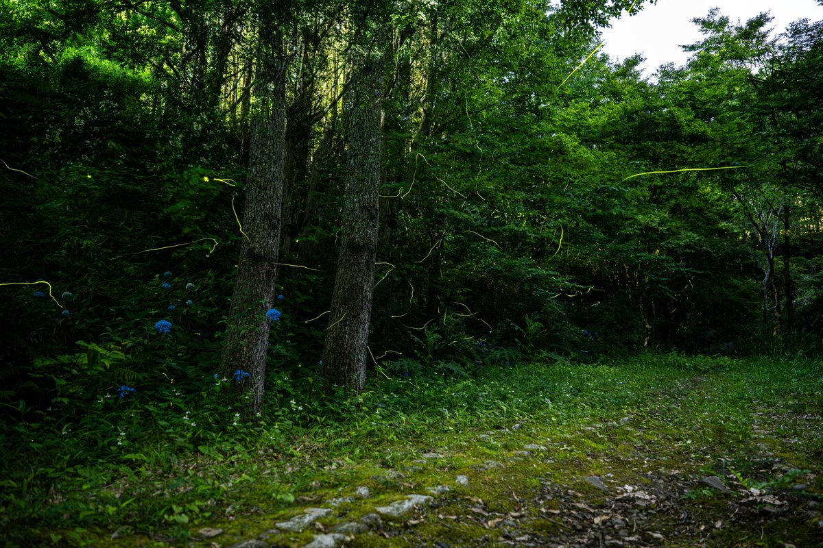 micarosu's tweet photo. ホタル、舞う。
（写真は比較明合成）

2026.06.01 愛鷹広域公園
#micarosu写真帖 https://t.co/eVnofhowyy