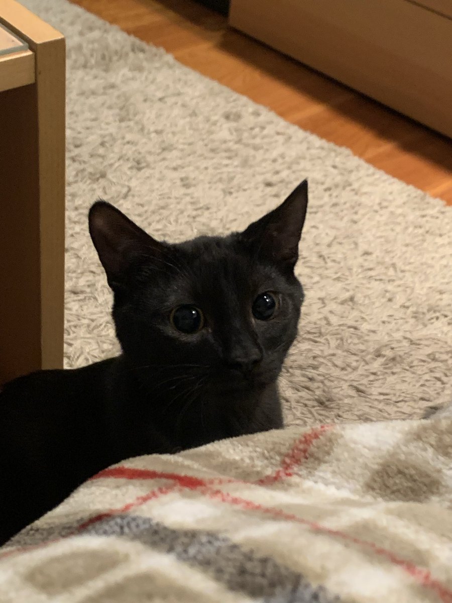 kizamitheegirl's tweet photo. ‼️‼️HELPPP‼️‼️ 

Pour un cours d’anthropologie je dois faire un questionnaire, la question: 

Comment considérer vous votre animal de compagnie ? (Si possible mettre une photo)

Exemple : ça c’est mon chat Jotaro je le considère comme mon fils d’amour 

Merci pour l’aide ❤️‼️ https://t.co/AsMKEUViHi