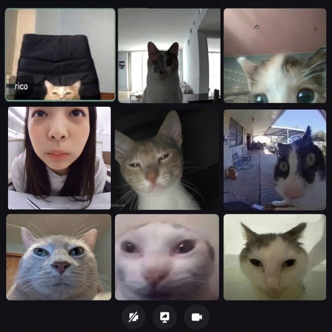 theangelicworld's tweet photo. 🐱 都进入会议了吧？ https://t.co/qDZqEpOVQe