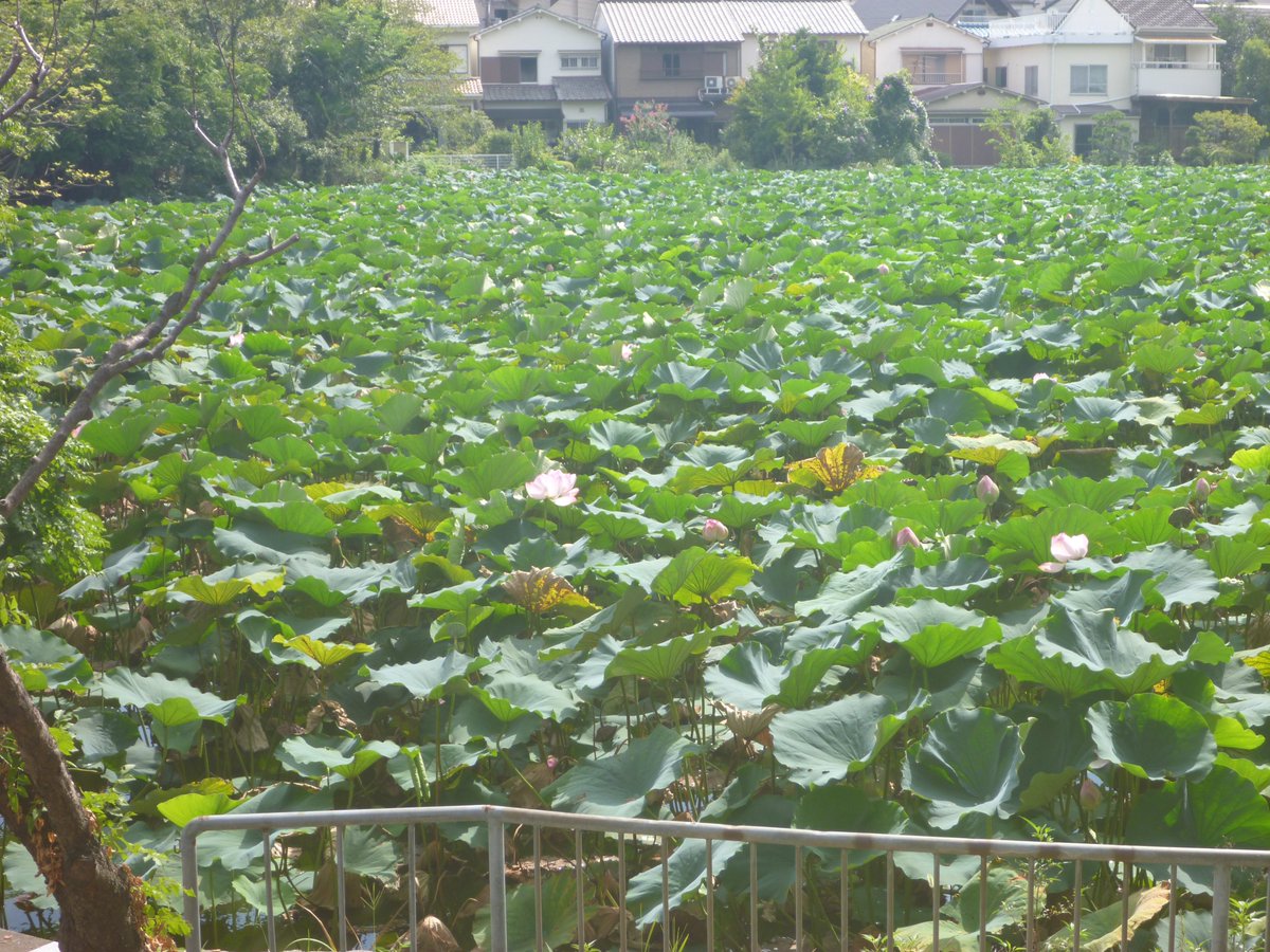 23denki's tweet photo. 数年前の桃ヶ池の蓮の花になります。また、同じ場所で蓮を楽しむことが出来ればいいんですが。 https://t.co/MOdQ3e80oE