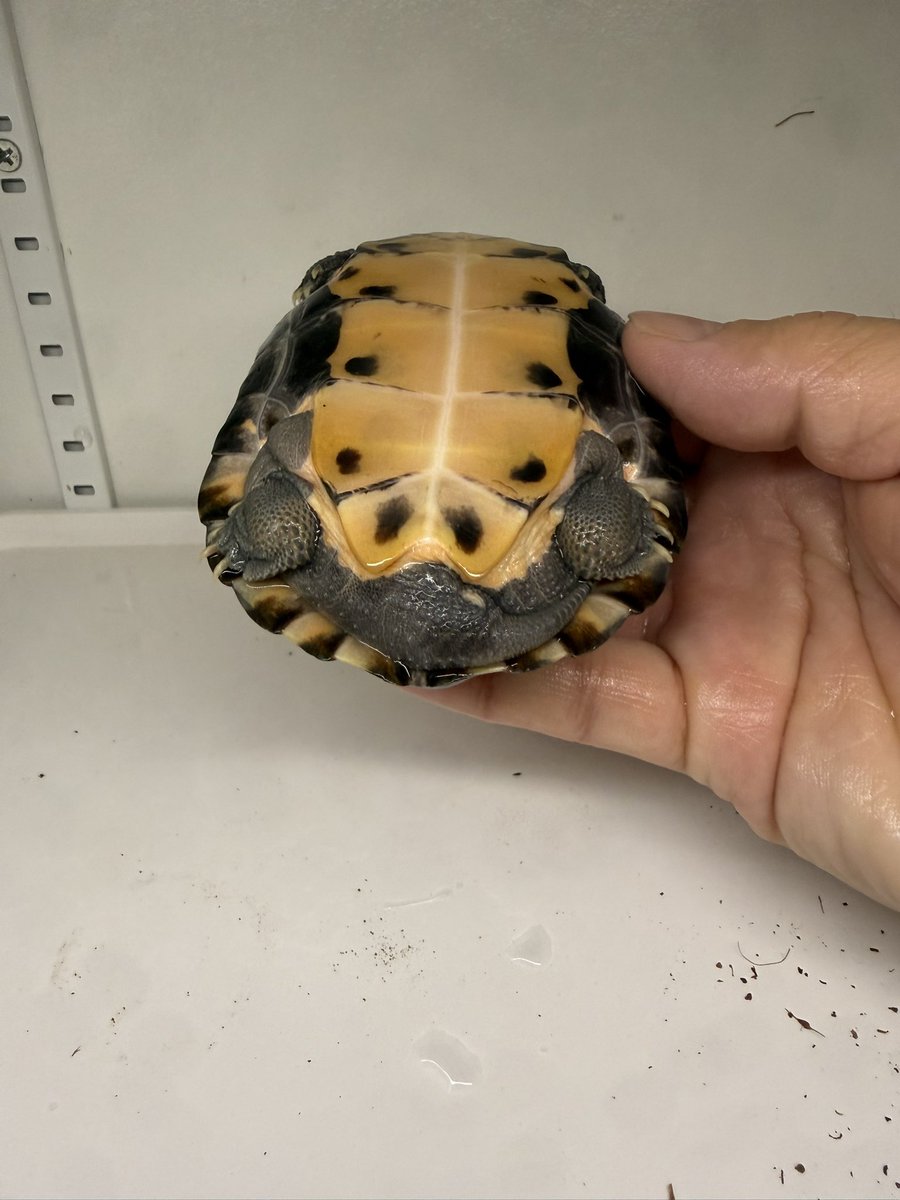 Tana_Tomi's tweet photo. クサガメパイド(雄)情報求めてます🙇‍♂️ https://t.co/jrnrrUmrwC