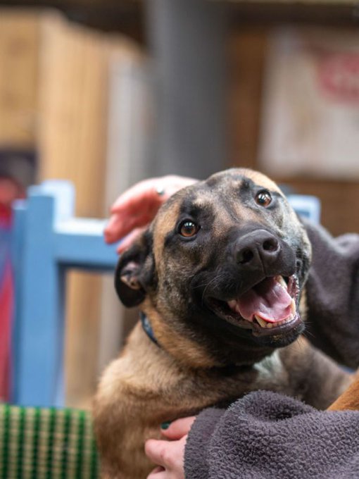 gsrescueelite's tweet photo. Pearl is 2yrs old and she is a friendly girl who loves to learn. Pearl can live with older kids but she can over bond with one person which can lead to her being protective so exp of this needed please 
#dogs #germanshepherd #Cornwall 
https://t.co/Ruw0ZfIWF0 https://t.co/JLgTDVnnP0