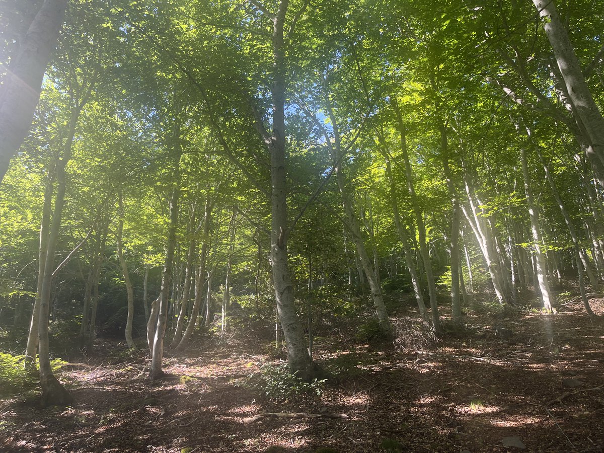 lvaro_Forest's tweet photo. Tercera intervención en el monte bajo de haya, acercándose ya al fustal sobre cepa. Pocas formaciones más intervenidas que estos hayedos que antaño se usaban para producir leñas y carbón.
Añón de Moncayo, Zaragoza https://t.co/v9lRzvDeZs