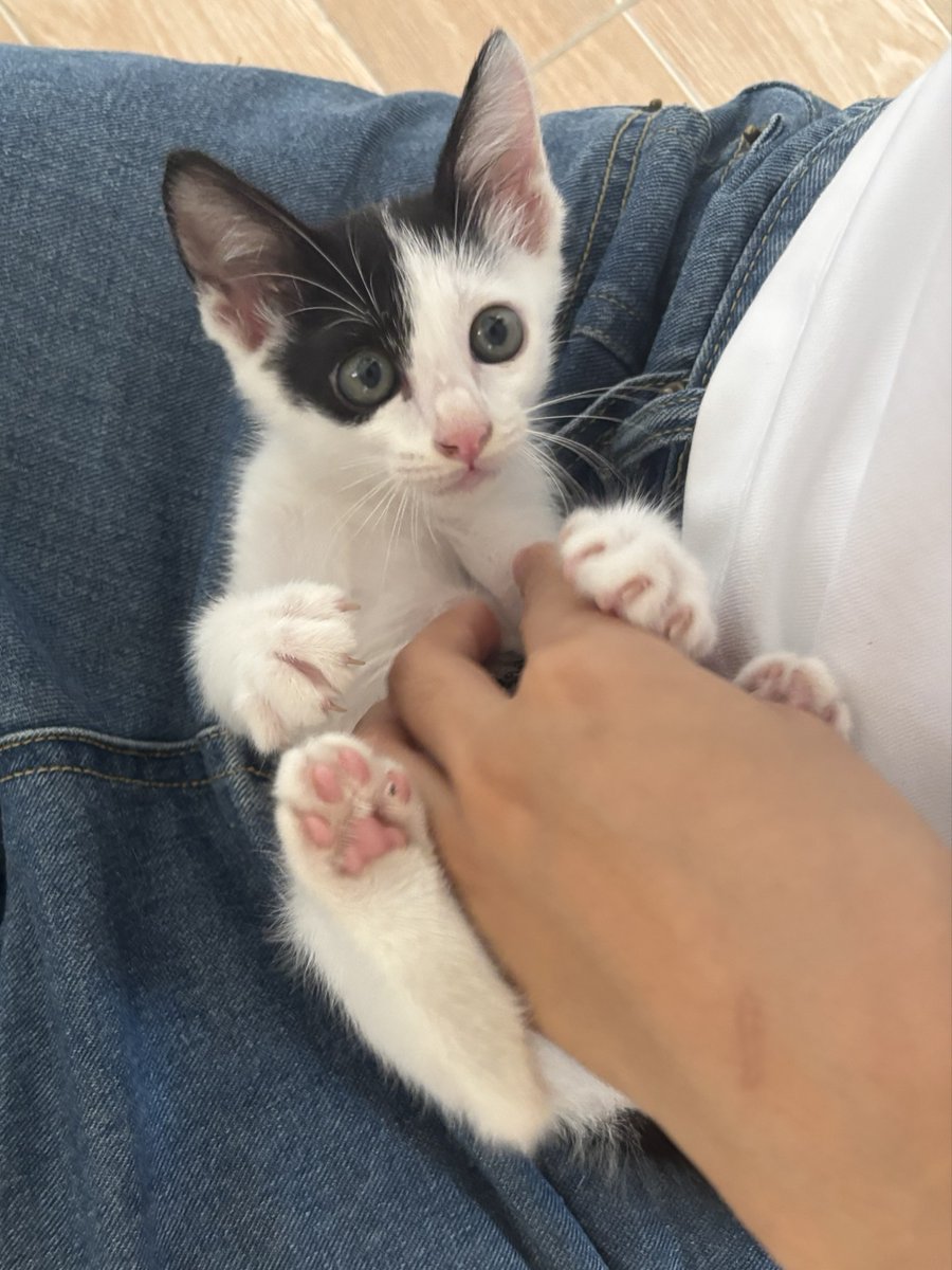 Catster & Co บ้านพักพิงแมวจร tweet media
