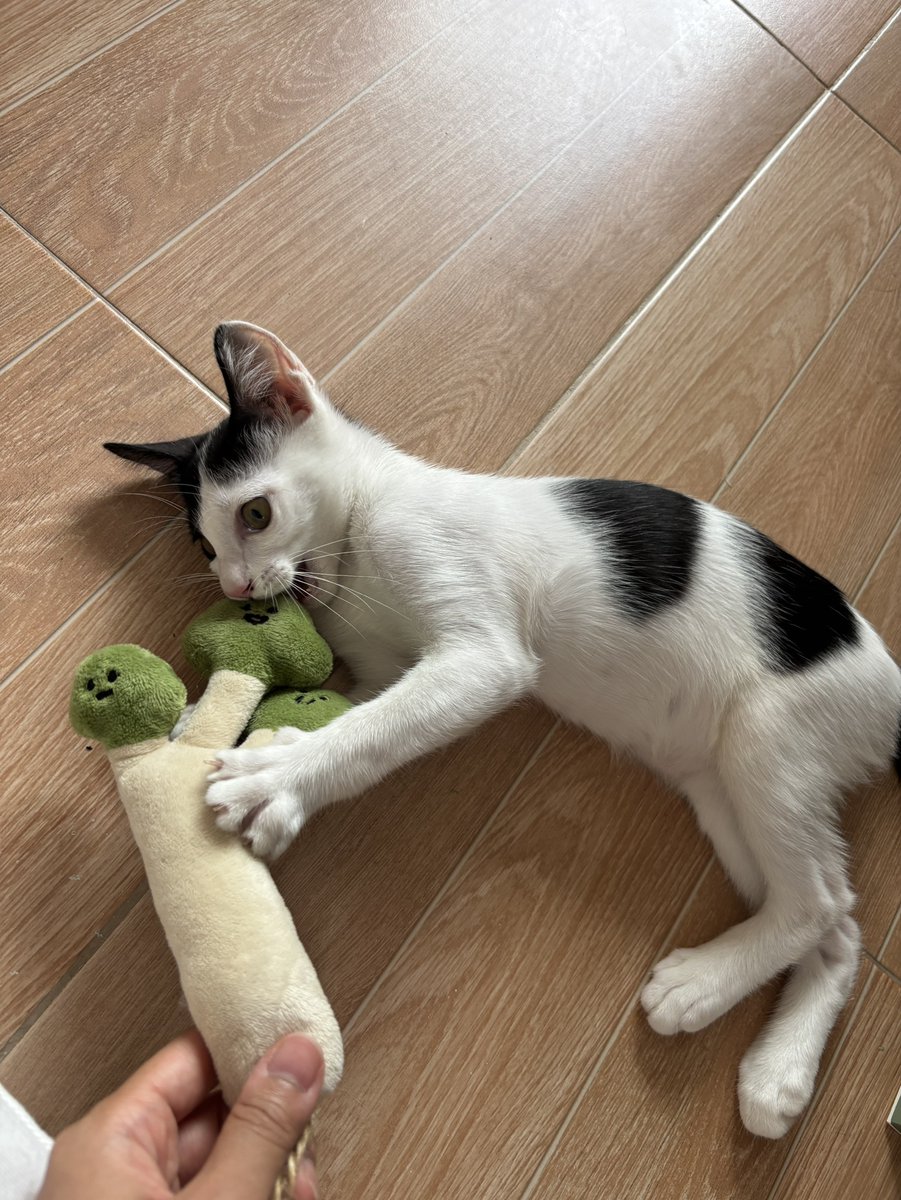 Catster & Co บ้านพักพิงแมวจร tweet media