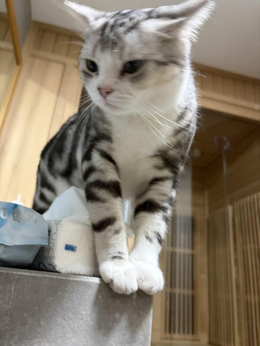 翎 tweet media