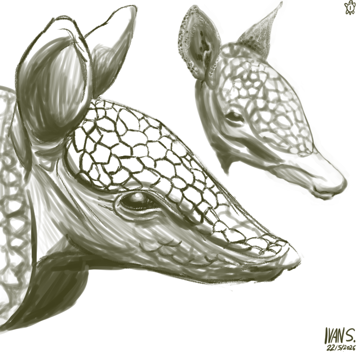 ivanprime93's tweet photo. Drew some #armadillo heads. #sketches #digitalart #art #artist #animals #portrait https://t.co/8TCIxHCxna