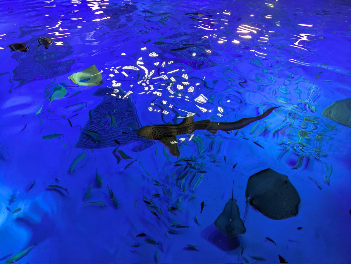 38BC_'s tweet photo. 石川–福井旅行①
のとじま水族館に初訪問！
ジンベイザメ不在は少し寂しかったけれど、平日だったので人も少なく、まるで水族館を独り占めしているような贅沢な気分を味わえました。
展示も見応えがあって、また行きたいと思える素敵な水族館でした。🐟✨ https://t.co/6LOU2LpMJp