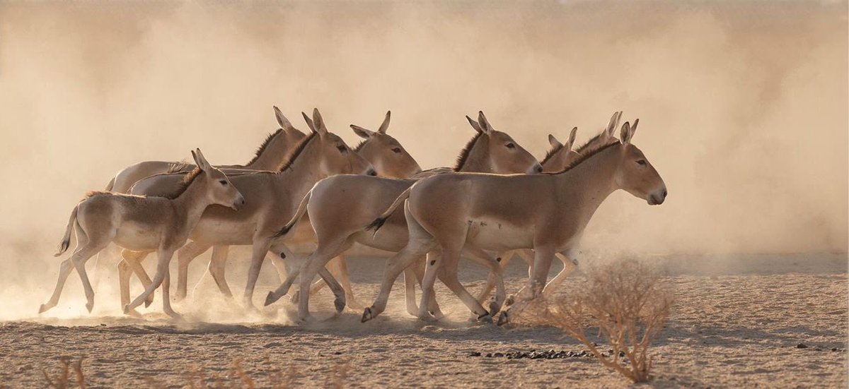 inSaudi's tweet photo. سجلت محمية الأمير محمد بن سلمان الملكية @PMBSRReserve إنجاز بيئي تاريخي بولادة أول مهر للحمار البري الآسيوي منذ 100 عام.

— قصة النجاح والأرقام:

• وُلد المهر في يونيو 2025، وأُعلن عنه بعد تجاوزه العام الأول المرحلة الأخطر بمعدل بقاء 50% بنجاح.
• يُصنف بشدة ضمن الأنواع المهددة بالانقراض، بوجود أقل من 600 فرد منه في العالم.

— برنامج إعادة توطين الحياة الفطرية:

• يستهدف البرنامج إعادة 23 نوعاً تاريخياً بموائلها.
•نجحت المحمية بتوطين 14 نوعاً حتى الآن، وتكاثرت 6 أنواع منها بنجاح مثل المها العربي، الوعل النوبي، والحمار البري.