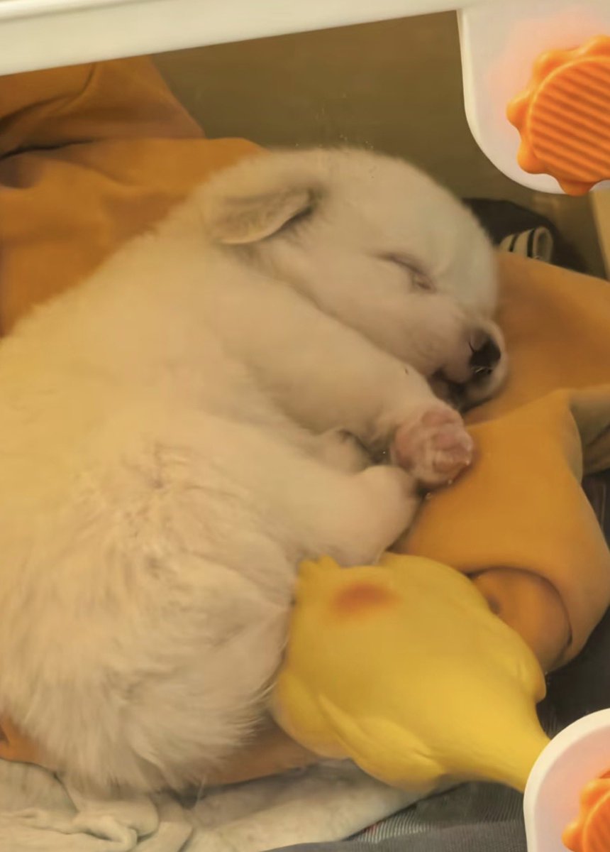 modaru_'s tweet photo. 닮았어🥹 소동물 닮았어ㅜㅜㅜㅠㅠㅠ https://t.co/JdeoTi4EsN